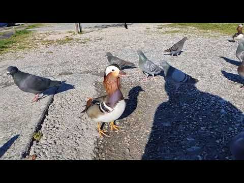 You can (not) run away from birds