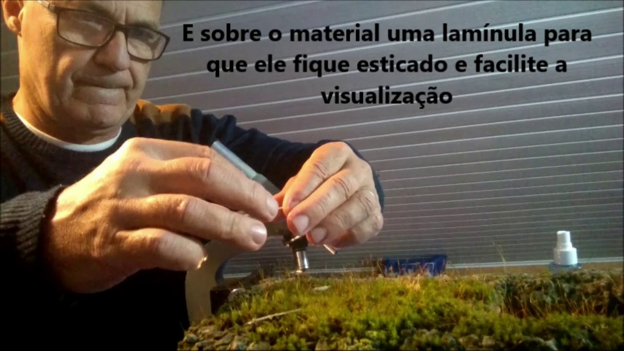 Briófitas na prática