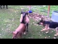 Barnyard Antics German Shepherd Blackbelly Sheep And Pigs