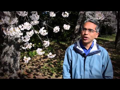 Climate Change and Cherry Blossoms