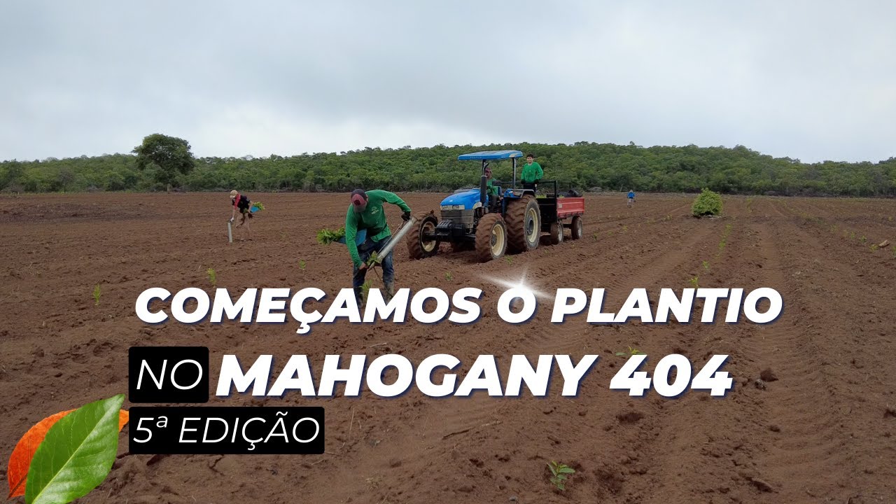 COMEÇAMOS O PLANTIO MAHOGANY 404 5 EDIÇÃO