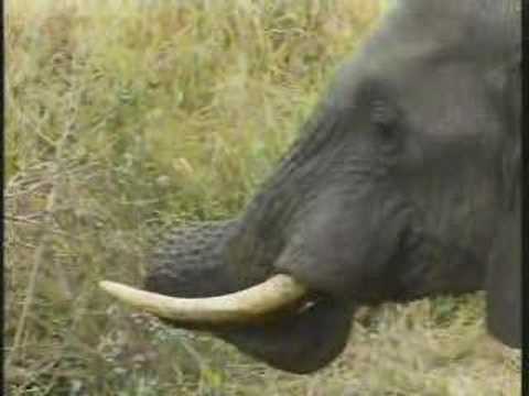 Elephants Drinking Hole Pt.1