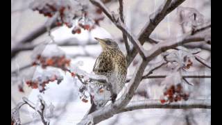 Mezzoforte ~ Crystal Rain