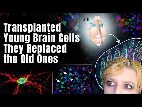 Scientists Put Young Cells Into Adult Brains. They Replaced ...