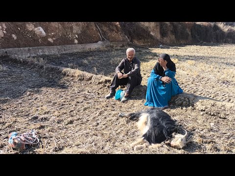 Nomadic Life: The Bitter Story of Gol Mohammad and the Loss of Her Beloved Goat
