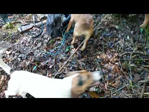 Cacería con sabuesos. SUSCRIBETE