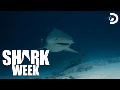 The Shark Feeding Frenzy | Battle for Shark Mountain | Shark Week