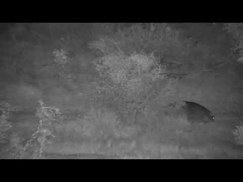 Djuma: Hippo going out grazing for the night - 18:02 - 07/21/20