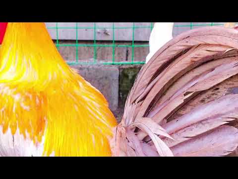 JMD Gamefarm , Stags 2021 , PULLETS 2021, Mamba , McRae, Mclean, Blues