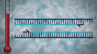 La reazione a catena della polimerasi (PCR)