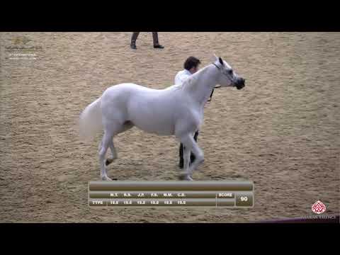 N 93 MAYYASA AL SHAQAB   29th Qatar Intl A H  Show 2020   11+ Years Old Mares Class 6