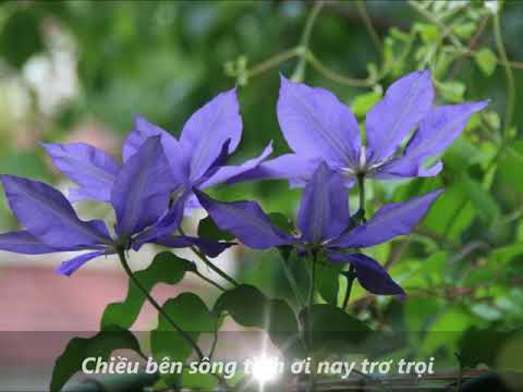 Tình Đông Phương Sheet - Bảo Yến