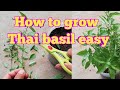 How to grow Thai basil easy at home yourself