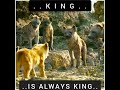 King Is Always King Lion King Bgm