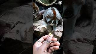 Download lagu Slow Loris 👹 Cute but Deadly: Know Why! mp3 Download lagu Slow Loris 👹 Cute but Deadly: Know Why! mp3
