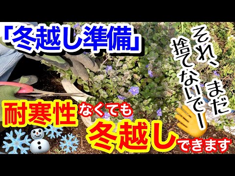 カンナの越冬: 寒い季節をこうして生き抜く 植物