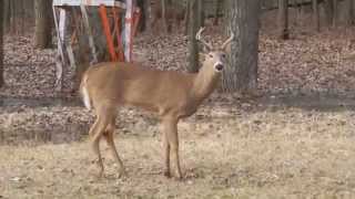 preview picture of video 'Wild Family of Deer and Turkeys - Super Close In Behind My House'