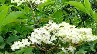 Lush Leaves and Flowers of the Elder