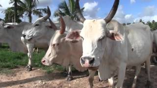 RABAI SLAUGHTERHOUSE