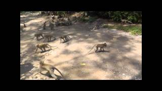 preview picture of video 'Cha Am, Thailand Forest Park Monkeys'