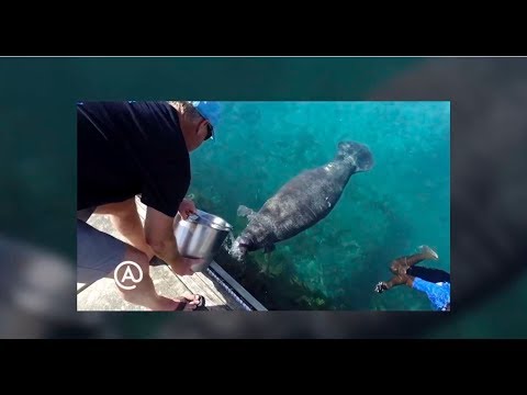 download lagu mp3 mp4 Atlantis Marine International Services, download lagu Atlantis Marine International Services gratis, unduh video klip Atlantis Marine International Services