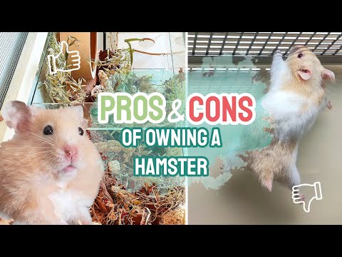 PROS and CONS of Owning a Hamster! 🐹✅❌ - Collab with @Fern the Syrian Hamster