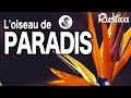 Comment cultiver l’oiseau du Paradis.