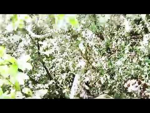 Summer in Ponderosa MP4.mp4