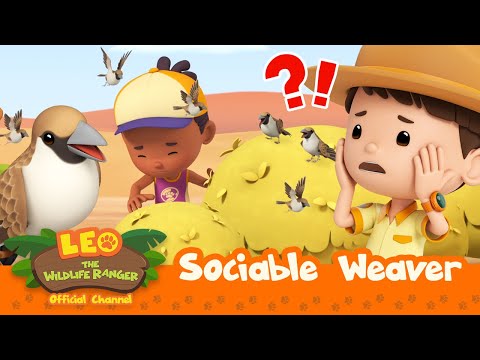 These BIRDS aren't very SOCIAL! | Sociable Weavers | Leo the Wildlife Ranger | #compilation