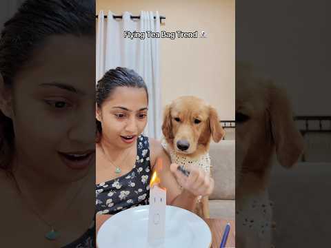 Flying tea bag trend with my dog #goldenretrieversrilanka #goldenretriever #srilanka #funnydogs