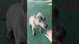 Video preview image #1 American Staffordshire Terrier-Unknown Mix Puppy For Sale in Queen Creek, AZ, USA