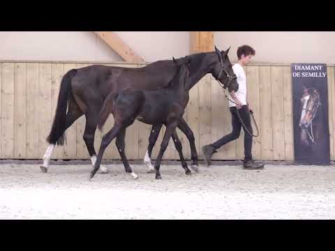 PIC DECOEUR DESGRISES