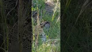 Download lagu leopard with baby warthog kill #shorts #travel #nature #wildlife mp3