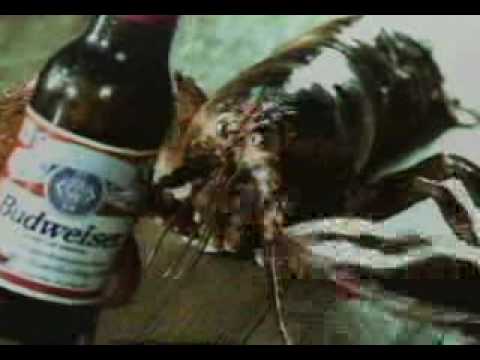 budweiser lobster