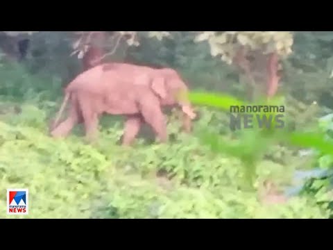 ഒടുവില്‍ പിടി സെവനെന്ന കൊമ്പനെ പിടികൂടാനുള്ള ദൗത്യസംഘമെത്തി| PT 7 Elephant