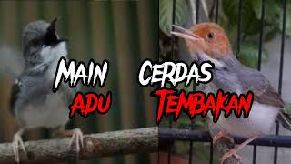 Download lagu ciblek kristal & prenjak gacor adu tembakan. Masteran Murai batu.#masteranburung #muraibatu #ciblek mp3 Download lagu ciblek kristal & prenjak gacor adu tembakan. Masteran Murai batu.#masteranburung #muraibatu #ciblek mp3
