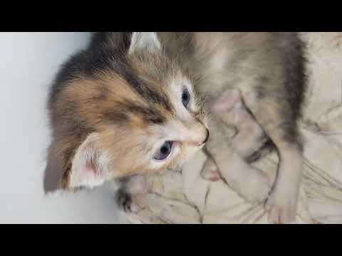 sabmgkapatid my nkakaluwagluwag.at my naghihikahos....ganon silang 3