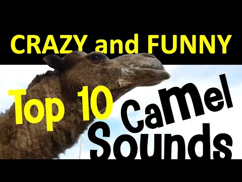 Compilation de sons drôles de chameaux | Top 10 des chameaux les plus étonnants et les plus fous