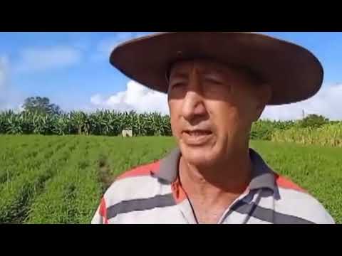 Contribuye huerto “El Framboyán” al programa de soberanía alimentaria en Campechuela.