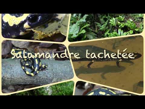 La salamandre tachetée, Chablais, Valais, Suisse et Slovénie / The fire salamander, Switzerland