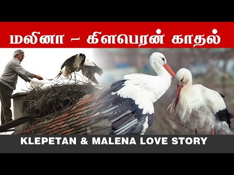 Man Does Everything For His Rescued Stork - KLEPETAN & MALENA | கிளப்பேடோன் மலினா  நாரைகளின்  காதல்