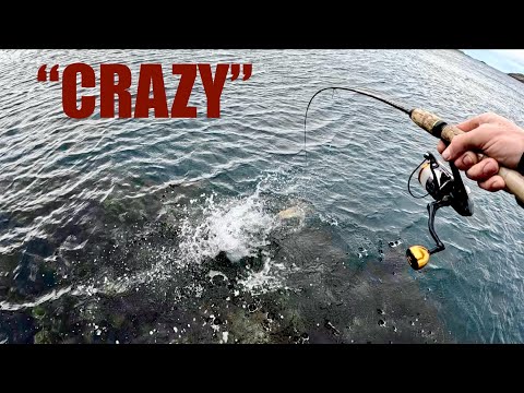 Tiny Lure, BIG Fish - LRF - West Coast of Scotland Pollock Fishing