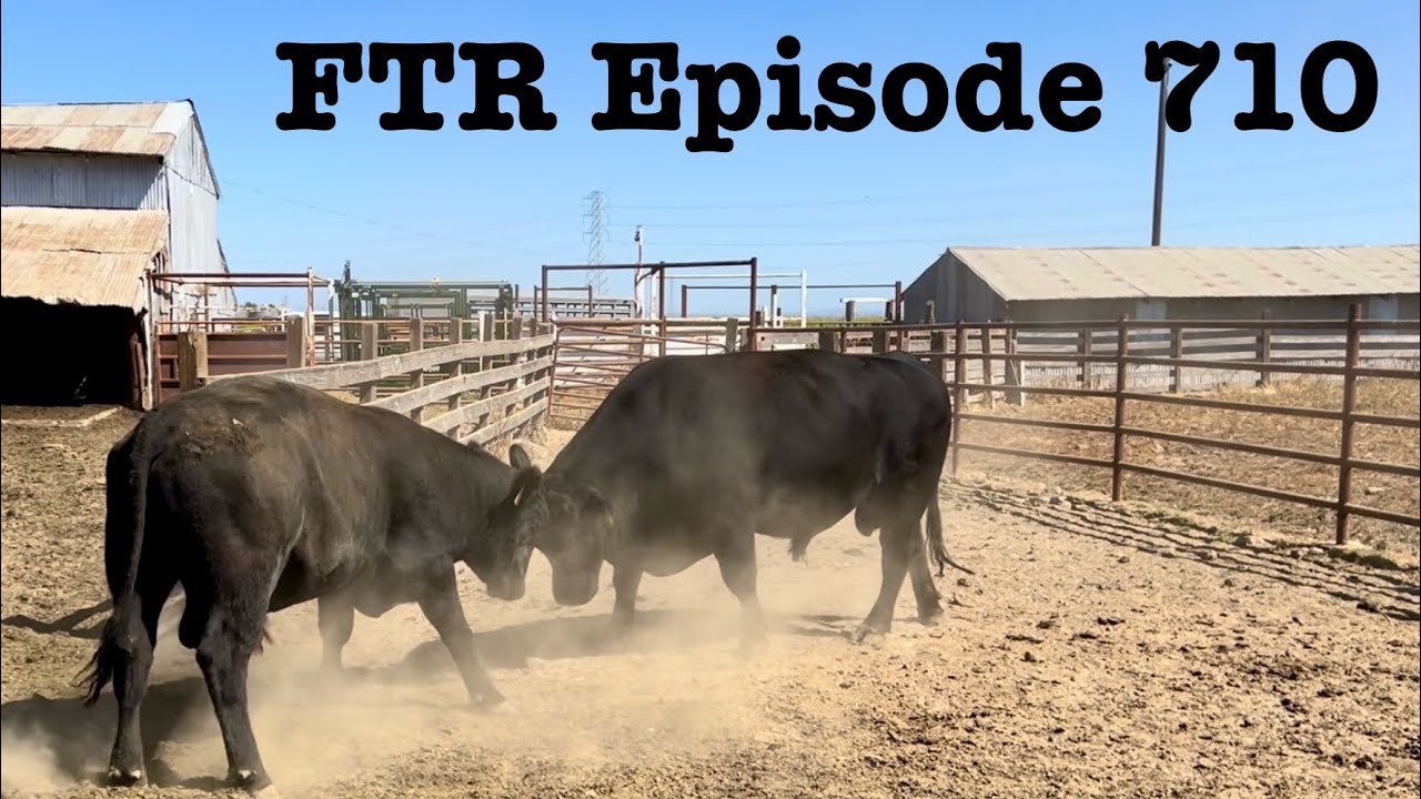 Heifer Bull Meets the Herd Bulls!