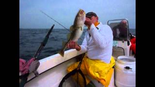 Tight Lines from Big Cod on Langeland belt