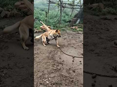 🙀😻💥 #cat #catcomedy #dog #catvideos #foryou #funny #meowhaha #crazycats #foryou