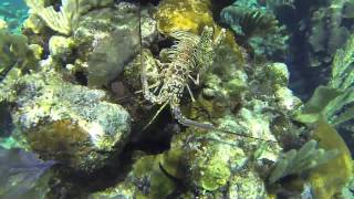 preview picture of video 'Roatan lobster'