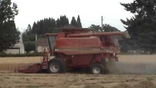 preview picture of video 'Grass Seed Harvesting with Case Cmbines'