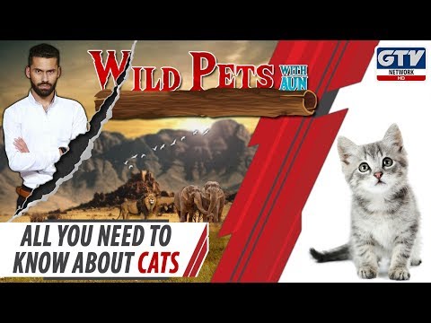 All you need to know about Cats | Wild Pets with Aun 3rd November 2019