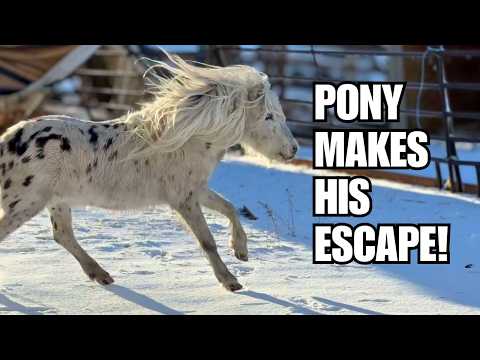 Pony on the loose ~ Huge windstorm on the ranch~ Horse shelter flew away!