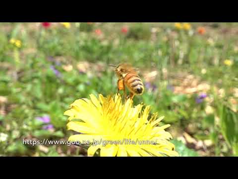 庭のミツバチの飛翔　Honey BEE in my Garden